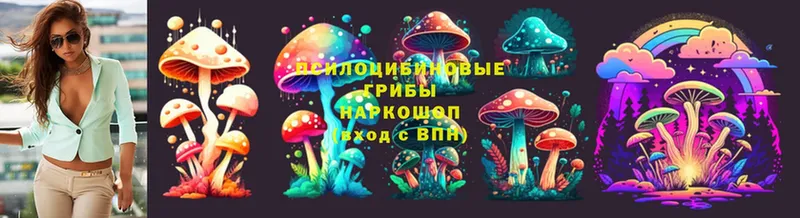 где купить наркоту  Беломорск  Псилоцибиновые грибы Cubensis 